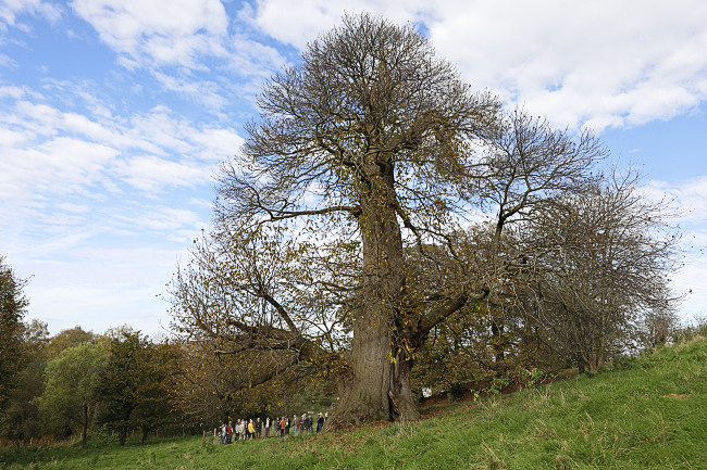 Nationaldenkmal Esskastanie Vaalserquartier